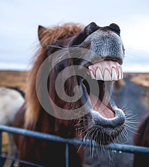 Portrait of funny laughing horse in the stall