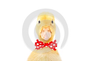 Portrait of a funny little duckling in a bow tie