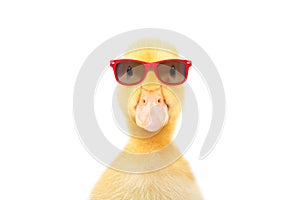 Portrait of a funny little duckling in red sunglasses