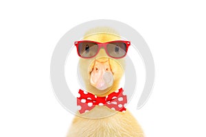 Portrait of a funny little duckling in red sunglasses and bow tie