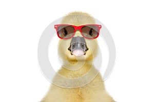 Portrait of a funny little gosling in red sunglasses