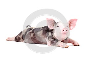 Portrait of a funny little pig, lying with legs outstretched photo