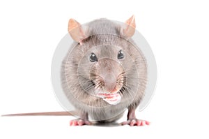 Portrait of a funny little rat