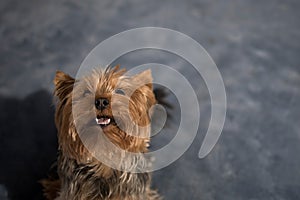 Portrait of a funny little York Terrier dog with empty space for an inscription