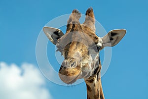 Portrait of funny looking giraffe animal only head and neck close up with blue sky background