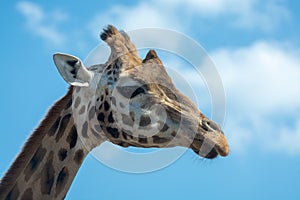 Portrait of funny looking giraffe animal only head and neck close up with blue sky background