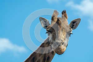 Portrait of funny looking giraffe animal only head and neck close up with blue sky background