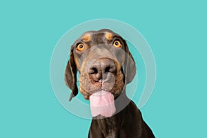 Portrait funny mixed-breed vizsla and doberman pincher licking it lips with tongue. Isolated on blue background