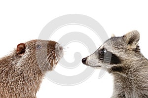 Portrait of funny nutria and raccoon