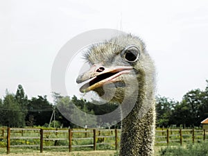 Portrait of a funny ostrich. Head of an ostrich close-up. Flightless bird. Long neck. Animal. The detailed features