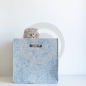 Portrait of a funny pedigreed Scottish fold cat, looking out of a gray felt basket box