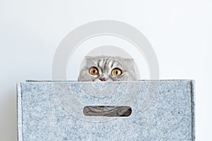 Portrait of a funny pedigreed Scottish fold cat, looking out of a gray felt basket box