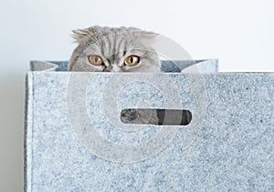 Portrait of a funny pedigreed Scottish fold cat, looking out of a gray felt basket box