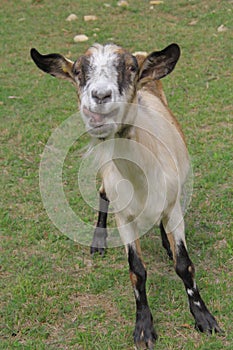 Portrait of funny pose Goat