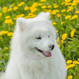 Portrait of a funny puppy Samoyed dog language. Against the back