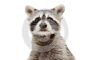 Portrait of a funny raccoon