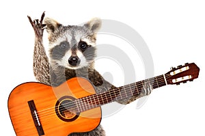 Portrait of a funny raccoon with  acoustic guitar, showing a rock gesture