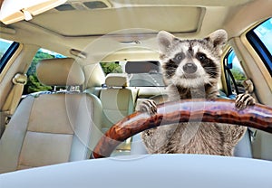 Funny raccoon driving a car photo