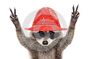Portrait of a funny raccoon in a red hat, showing a sign peace