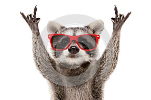 Portrait of a funny raccoon in red sunglasses showing a rock gesture