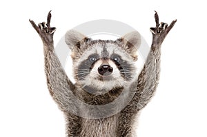 Portrait of a funny raccoon showing a rock gesture