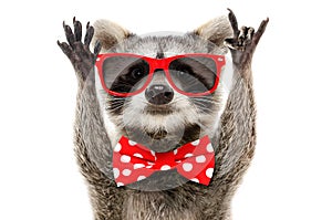 Portrait of a funny raccoon showing a rock gesture