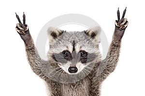 Portrait of a funny raccoon, showing a sign peace photo