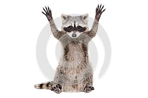 Portrait of a funny raccoon sitting with paws raised