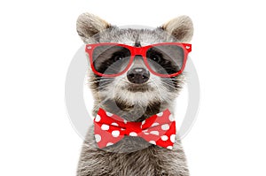 Portrait of a funny raccoon in sunglasses and bow