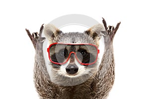 Portrait of a funny raccoon in sunglasses, showing a rock gesture