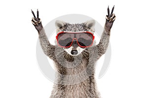 Portrait of a funny raccoon in sunglasses, showing a sign peace