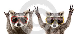 Portrait of a funny raccoons in sunglasses showing a gesture