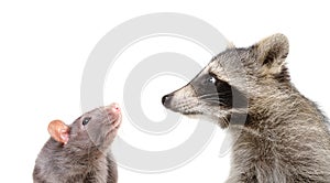 Portrait of funny rat and raccoon