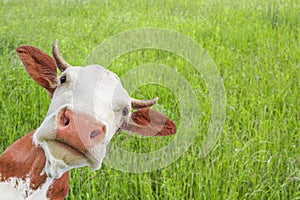 The portrait of funny red spotted cow with big snout on the background of green field