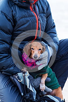 Portrait of funny small dog in the hands of the owner