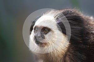 Portrait of a funny small monkey Black-tufted marmoset, Callithrix penicillata .