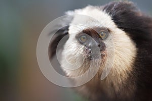 Portrait of a funny small monkey Black-tufted marmoset, Callithrix penicillata . photo