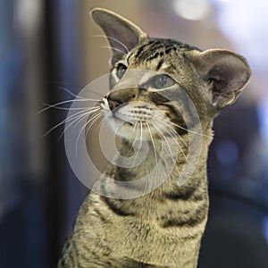 Portrait of a funny smart Oriental Shorthair cat