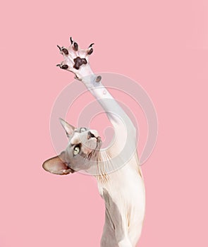 Portrait funny sphynx cat high-five. Isolated on pink pastel background