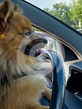 Portrait of a funny Spitz dog driving a car.