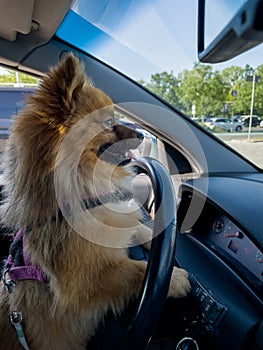 Portrait of a funny Spitz dog driving a car.