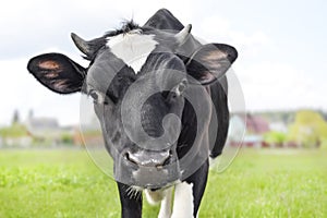 The portrait of funny spotted cow on the background of green field