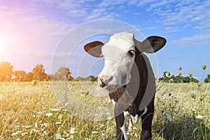 The portrait of funny spotted cow on the background of green field and sun flare