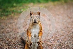 Portrait of funny squirrel looking at camera