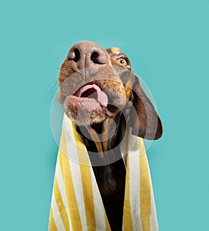 Portrait funny summer vizsla puppy dog licking it lips with tongue. Isolated on blue background