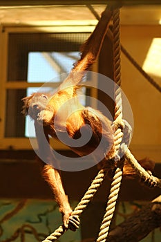 Portrait of funny sunlit orangutan monkey hanging on ropes in zoo