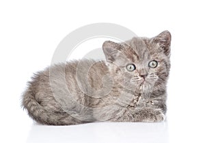 Portrait funny tiny gray kitten. isolated on white background