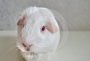 Portrait Of Funny White Cavy With Red Eyes