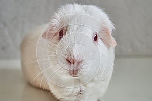 Portrait Of Funny White Cavy With Red Eyes