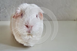 Portrait Of Funny White Cavy With Red Eyes